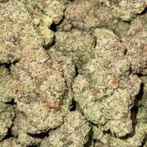 Gotti Beltz-Buy 3oz Get 1oz Free