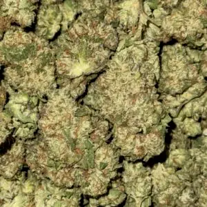 Gelato-45-BUY 3oz Get 1 FREE