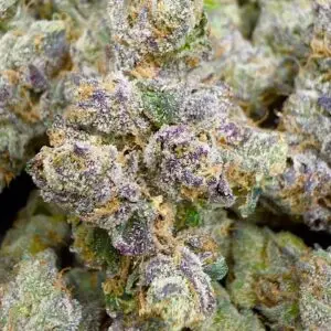 Lemon Cherry Sherbet  (60/40 Indica)