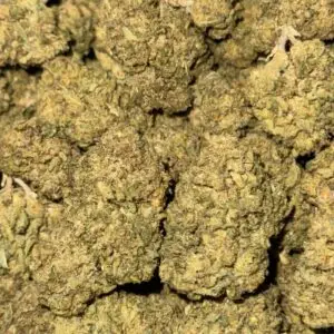 Kush Mintz